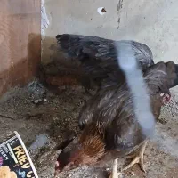 مرغ لاری یکی با تجربه ودیگری جوجه خود اوست