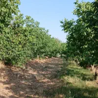 باغ گردو و بادام و میوه ، چشمه مرغاب روستای دوتو