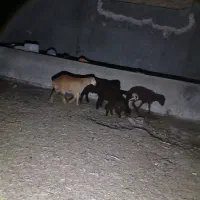 بره نره