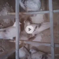 سلام سار ابقون فروشی|پرنده|تربتحیدریه, مسجد جامع|دیوار