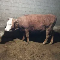 گاو شکم اول آبستن قرمز اصل