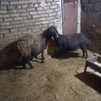 میش قرقزل گوسفند آبستن