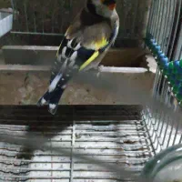 سهره دورگ|پرنده|شیراز, میرزاکوچک خان|دیوار