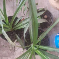 گل گیاه،قیمت،خیلی مناسب