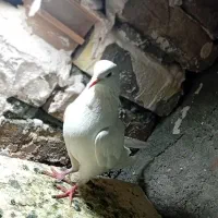 پرنده|پرنده|اصفهان, حصه جنوبی|دیوار