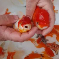 ماهی قرمز طعمه