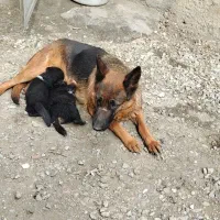 سگ ژرمن مرغ|سگ|تهران, مشیریه|دیوار