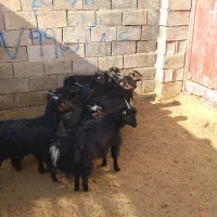 بزغاله بره میش|حیوانات مزرعه|نجف‌آباد, حومه نجف آباد|دیوار