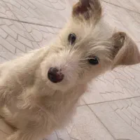 سگ خانگی|سگ|قائن, |دیوار