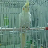 پرنده عروس هلندی جوجه|پرنده|شاهین‌شهر, حافظ شمالی|دیوار