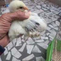 برهما|حیوانات مزرعه|رشت, باهنر|دیوار