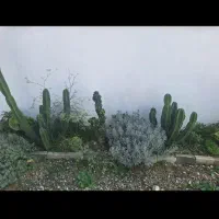 کاکتوس پریانوس