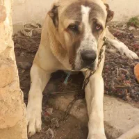 سگ خراسانی ۲ ساله جوان