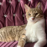 واگذاری گربه