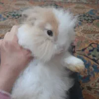 خرگوش از نژاد لوپ|موش و خرگوش|اهواز, کوی ملی راه|دیوار