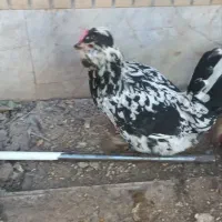 مرغ گلین