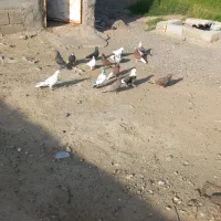 کفتر گره|پرنده|بیکاه, |دیوار