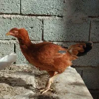 سه عدد نیمچه محلی|حیوانات مزرعه|مشگین شهر, |دیوار