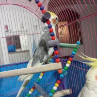 قیمت۴تومن|پرنده|الوند, |دیوار