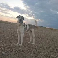 سگ حوالی لیلان قندهار گم شده