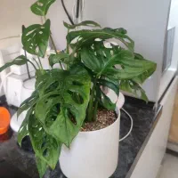 گیاه پتوس حصیری