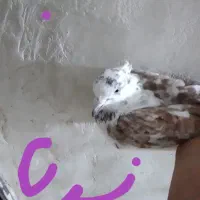 کبدتر|پرنده|مشکین‌دشت, |دیوار