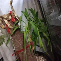 گل آپارتمانی|گل و گیاه طبیعی|تهران, سیمای ایران|دیوار