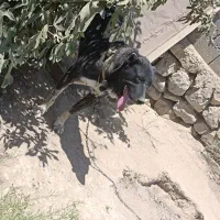 سگ های نگهبانی وو گله  داری