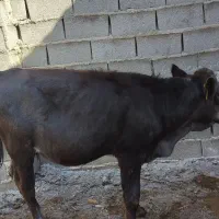 گوساله|حیوانات مزرعه|گنبد کاووس, |دیوار