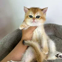 مجموعه گربه های زیبا و پرورش خانگی و آرام|گربه|شیراز, ابیوردی|دیوار