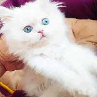فـوری رایگان باشرایط خاص