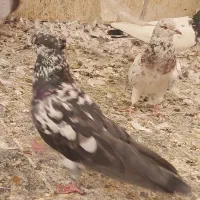 تعداد ۳۰ تا کفتر یکجا دونه ۳۵۰
