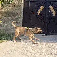 سگ سرابی نر|سگ|ماهدشت, |دیوار