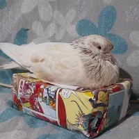 کفتر گمشده|پرنده|مشکین‌دشت, |دیوار