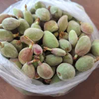 نیم کیلو چاقاله فقط ۱۳۰