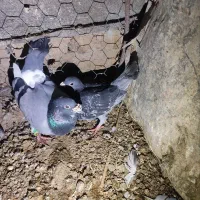 سبز مگس
