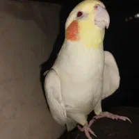 عروس هلندی گم شوده