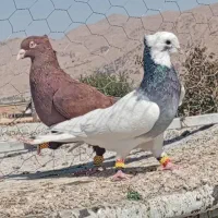 سرخ  دم سفید  طوق سبز مخمل هوا ی|پرنده|شیراز, داریون|دیوار