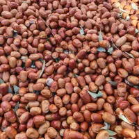 فروش عمده سنجد