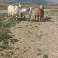 بز و بزغاله