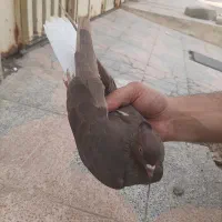 کله سبز با دم سفید|پرنده|اهواز, زوویه ۲|دیوار