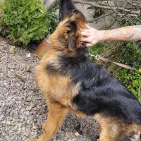 ژرمن شولاین اصیل|سگ|چالوس, |دیوار