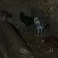 جوجه محلی|حیوانات مزرعه|گرگان, |دیوار