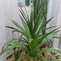 گل وگیاه|گل و گیاه طبیعی|خانمیرزا, |دیوار