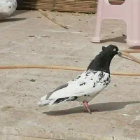 تعدادی کبوتررنگی فروشی. هاشمیه