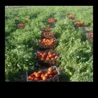 سرگاری وبرداشت محصولات کشاورزی|خدمات باغبانی و درختکاری|کرمانشاه, |دیوار