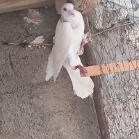 سار|پرنده|بجنورد, |دیوار