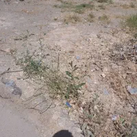 زمین  تجاری مسکونی