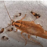 سمپاشی موریانه و سوسک تضمینی و قطعی با ضمانت نامه|خدمات نظافت|ایلام, |دیوار