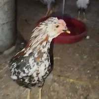 جوجه گلین لری اصیل مرغ خروس